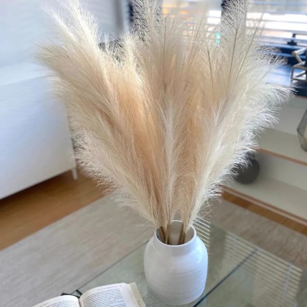 Dried Reeds (Pack of 4)